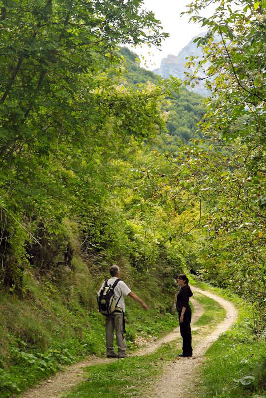 Pietracamela, forest