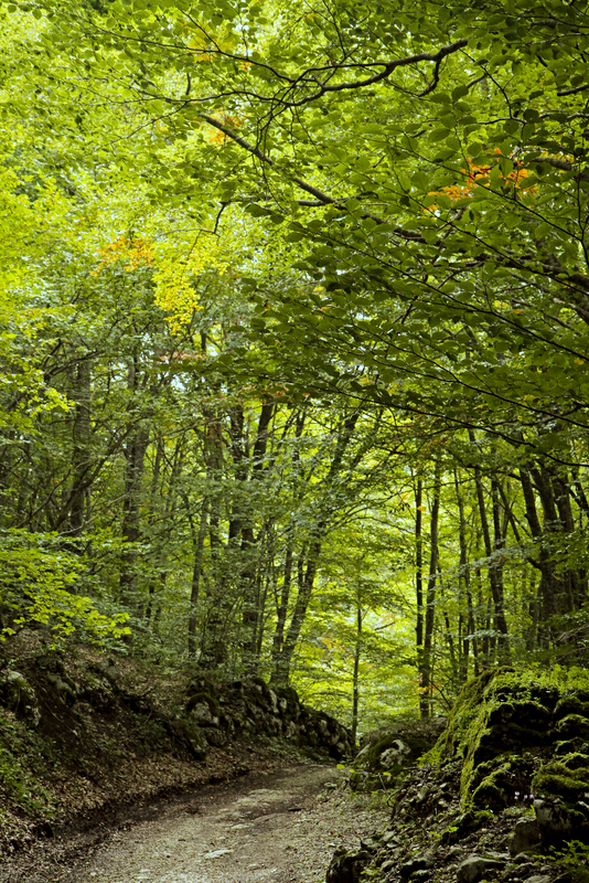 Pietracamela, forest # 2