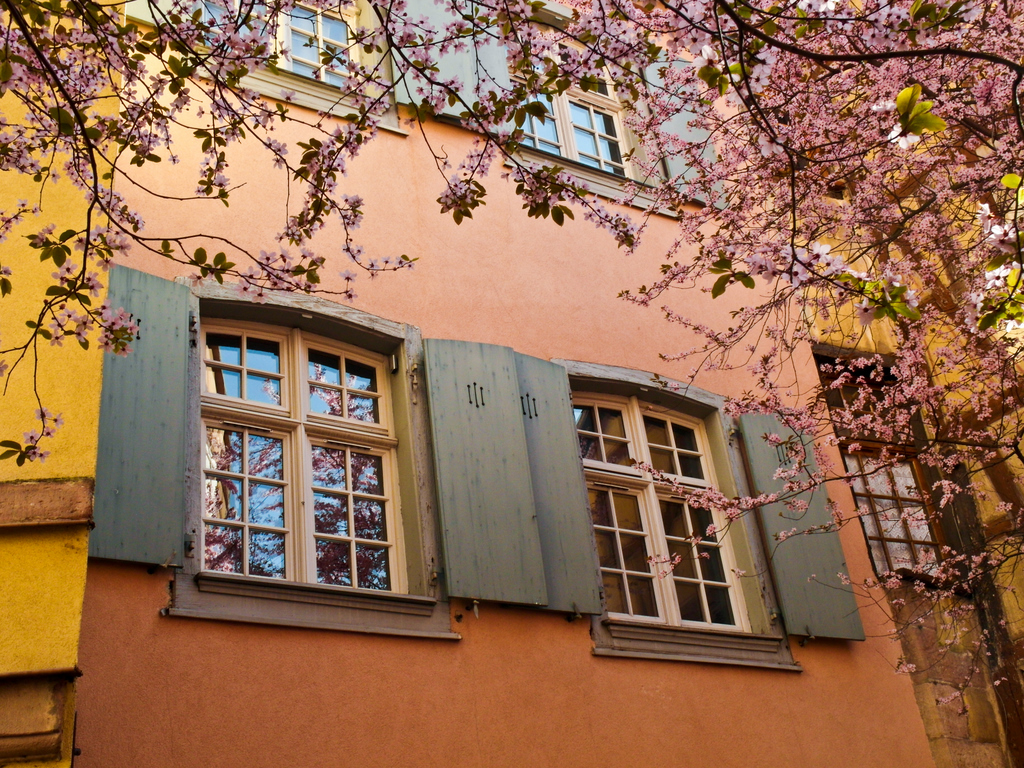 le printemps est arriv  Colmar!