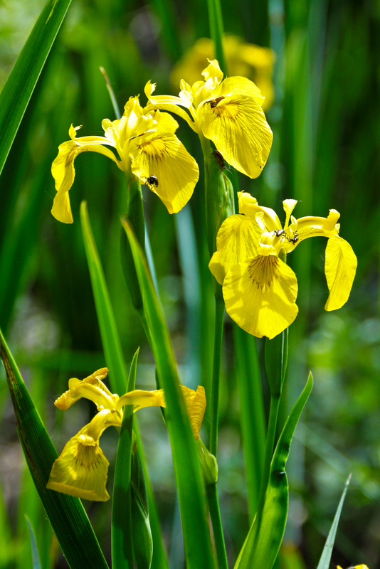 les iris jaunes