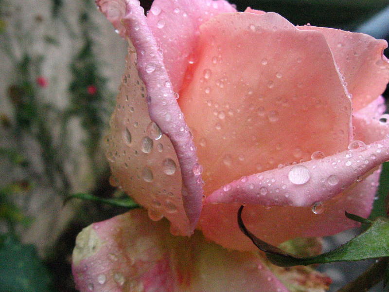 une rose sous la pluie.