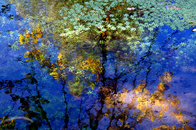 reflet d'automne.