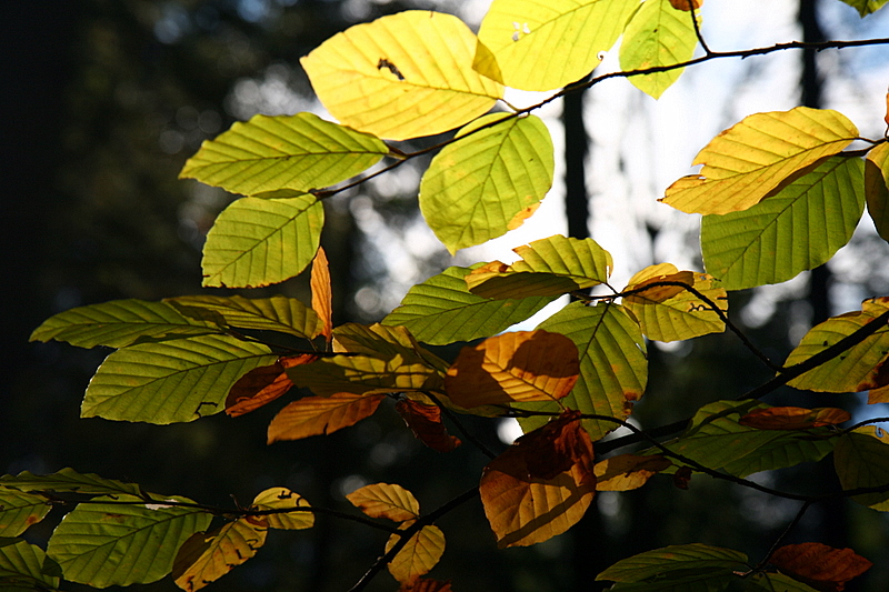 feuilles d'automne.