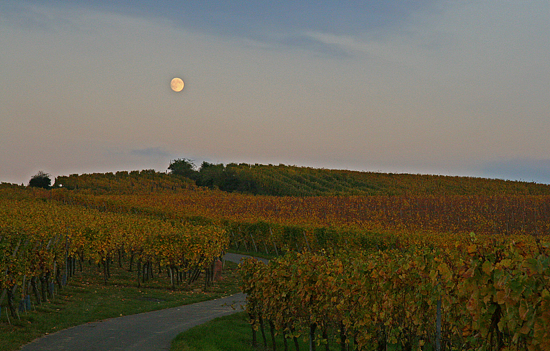 the vineyard by night