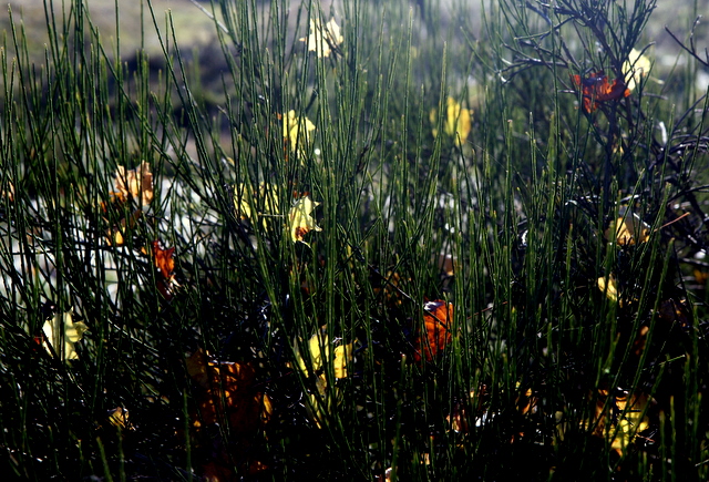 imprisoned leaves.