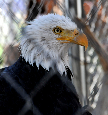 Bald Eagle Through Cage Wires
