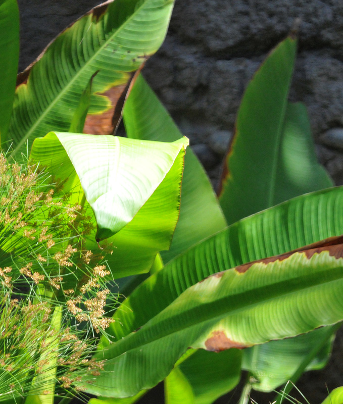 Tropical Leafy Plant with Bright Triangular Patch