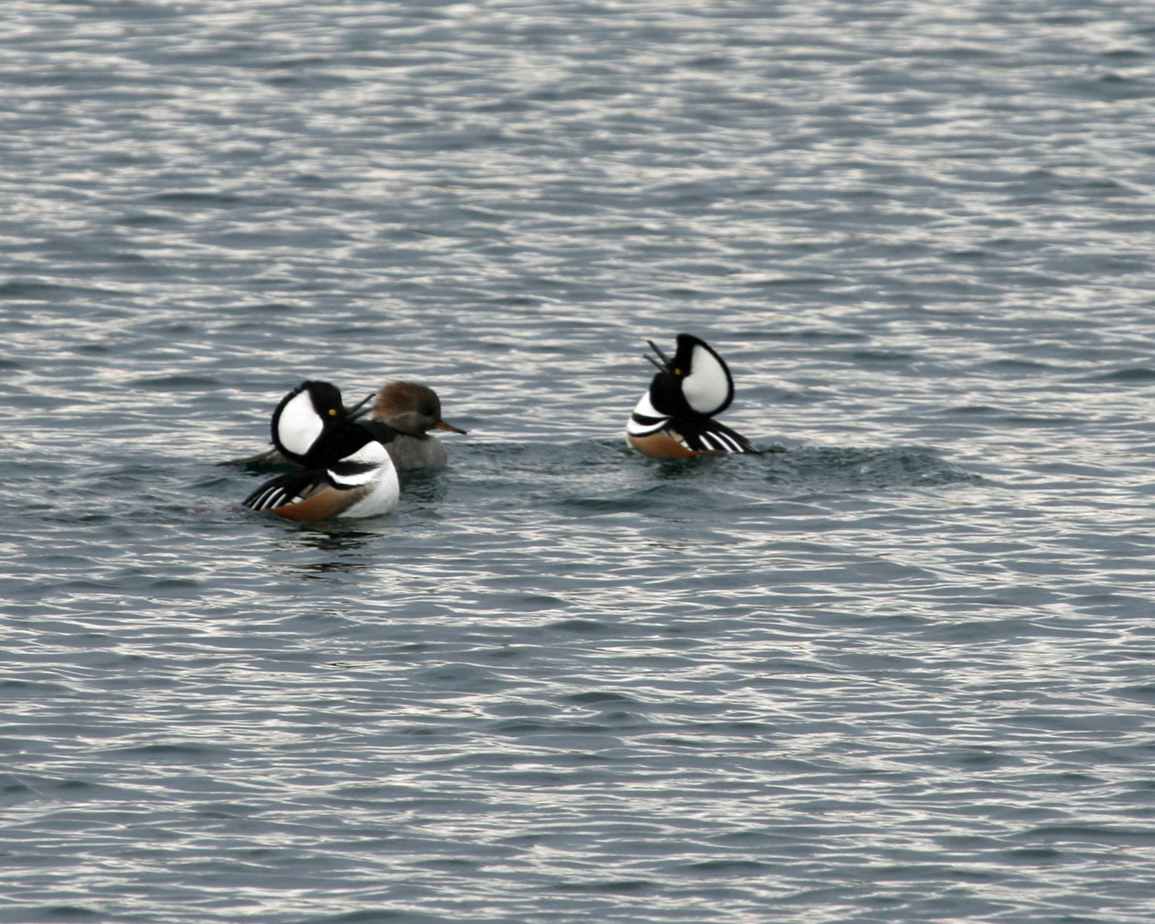 Hooded Merganser