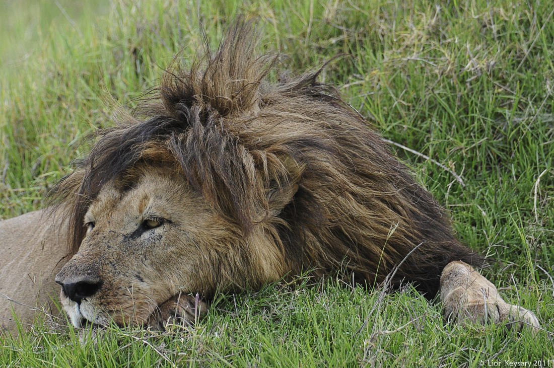 The old defeated lion king  0308
