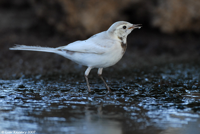 White Wagtail_7166