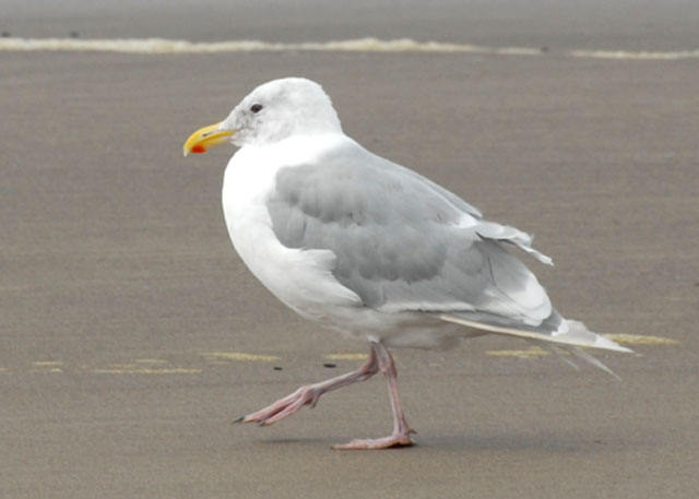 Glaucous-winged Gull, Manzanita, Oregon, 09/21/2007