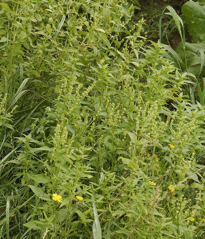 Mercurialis annua.