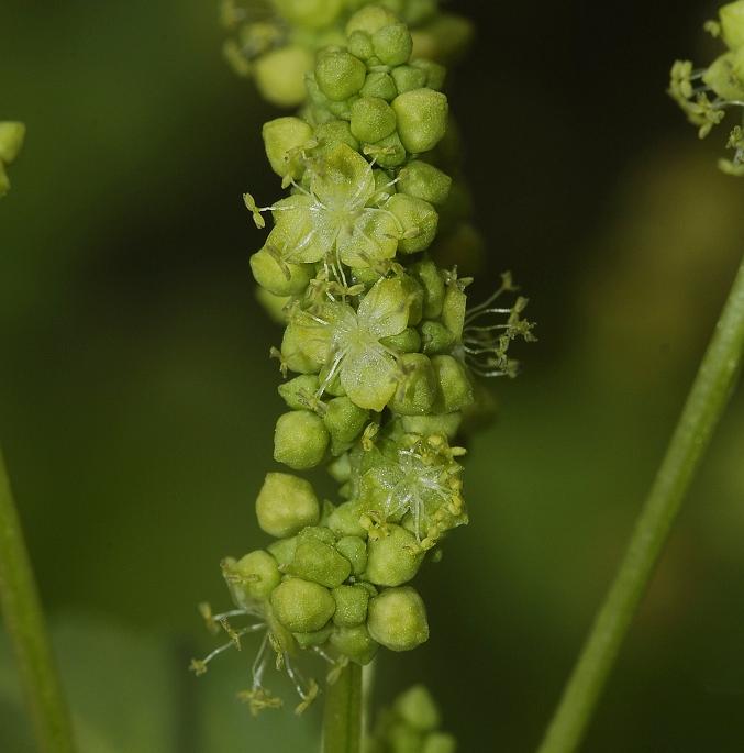 Mercurialis annua male flowers.
