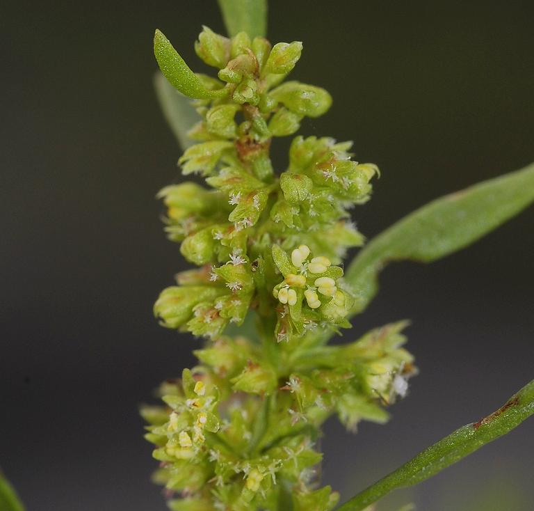 Rumex maritimus. Flowers close-up.
