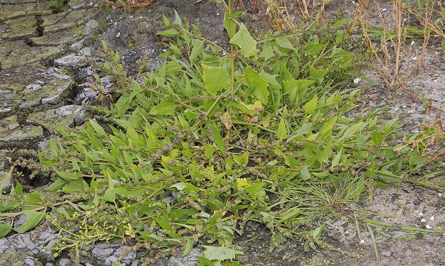 Atriplex prostrata.