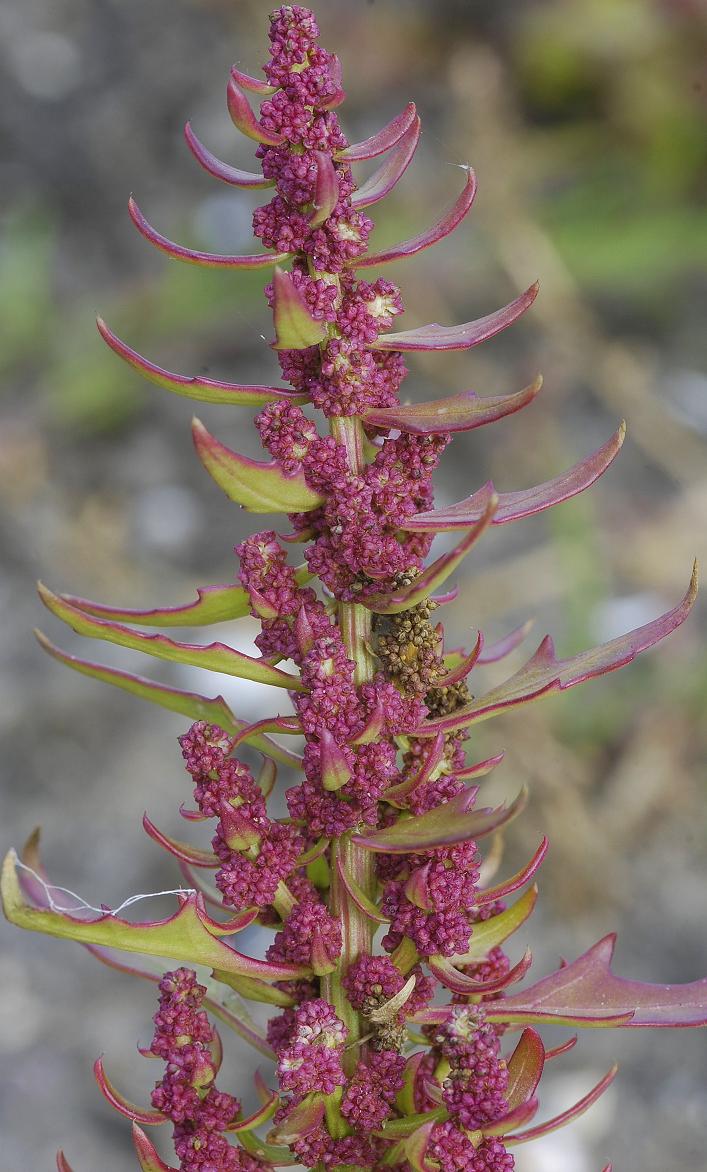 Chenopodium rubrum. Closer-up.
