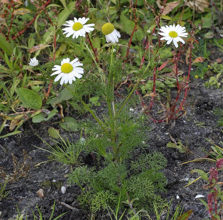 Tripleurospermum maritimum.