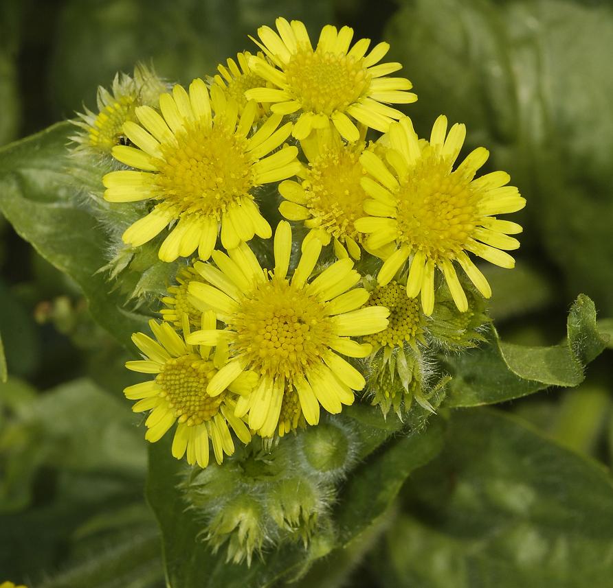 Tephroseris palustris. Some more flowers.