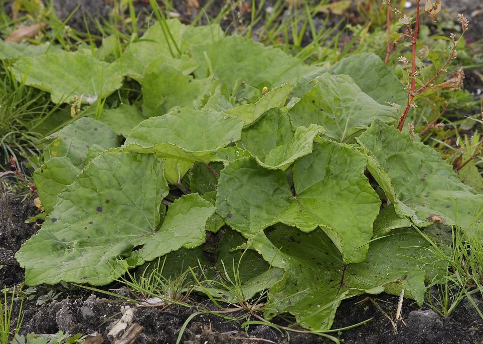 Tussilago farfara. Foliage later in the year