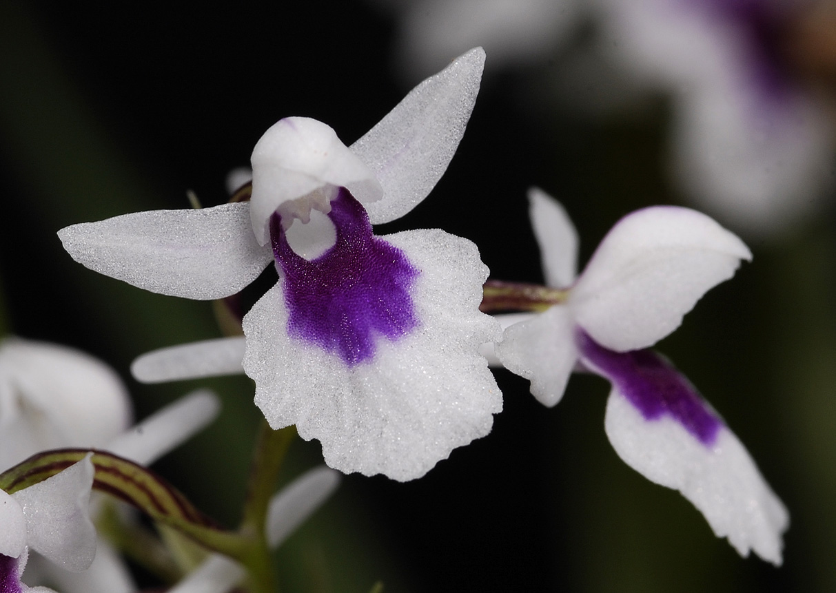 Ponerorchis graminifolia 26 Close-up