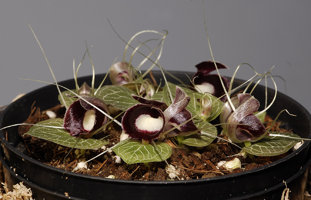 Corybas pictus.