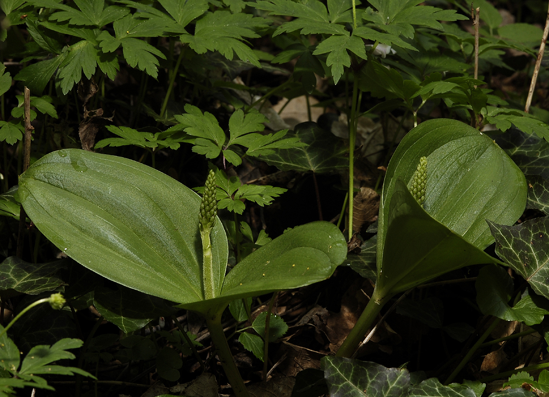 Neottia ovata in bud. This species is very easy to recognize. Even when not in flower.