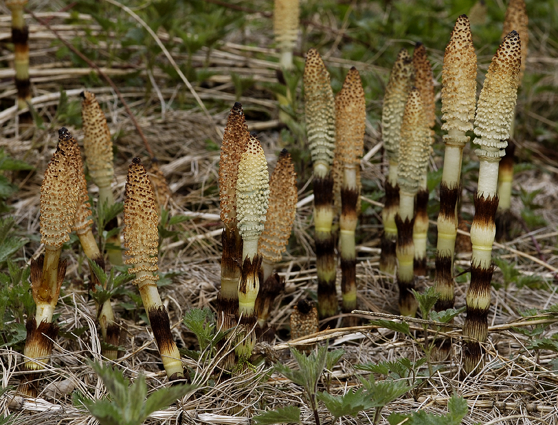 Equisetum telmateia. Spore cones.