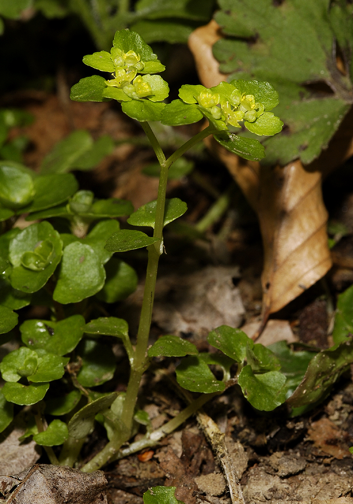 Chrysoplenium oppositifolium.