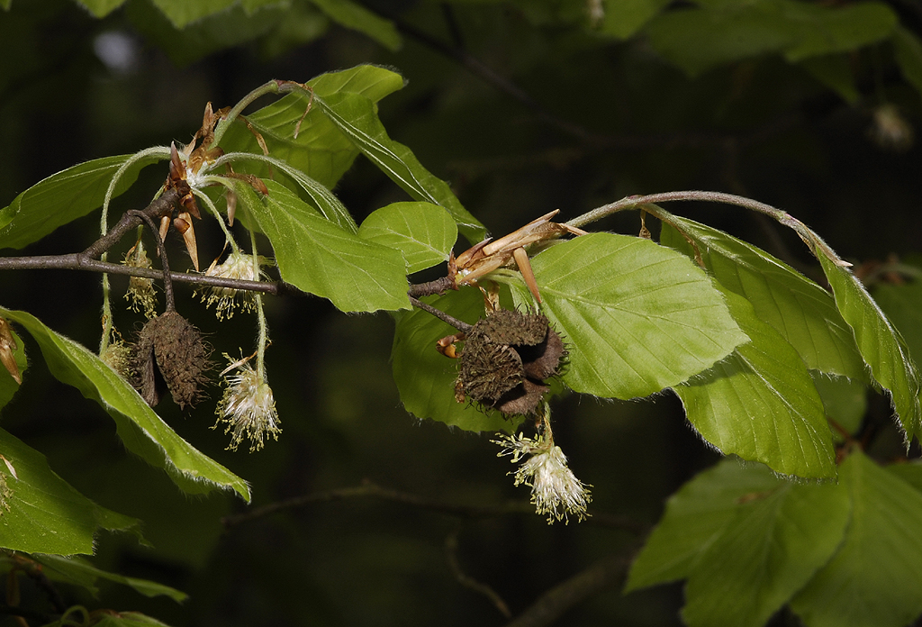 Fagus sylvatica. Male flowers and old fruits.