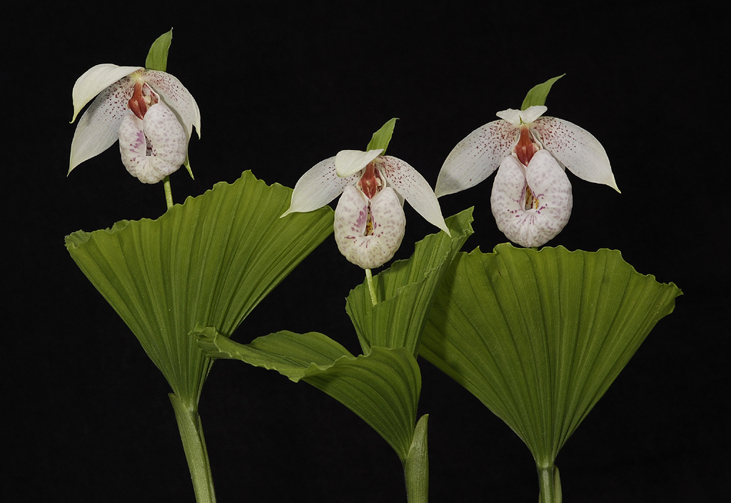 Cypripedium formosanum.
