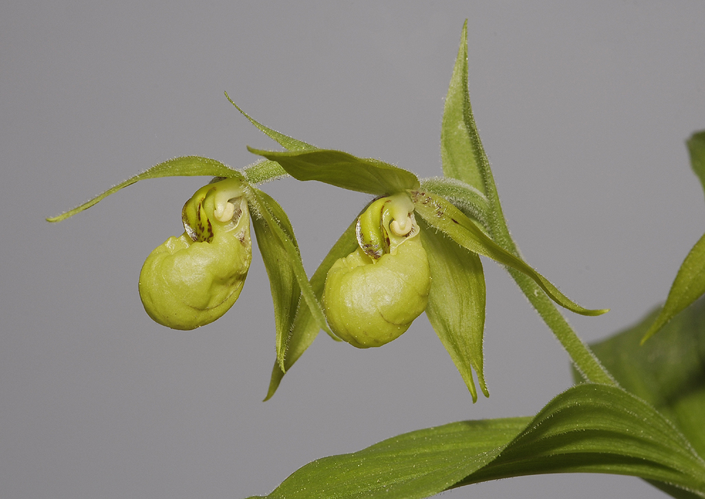 Cypripedium henryi. two flowers.