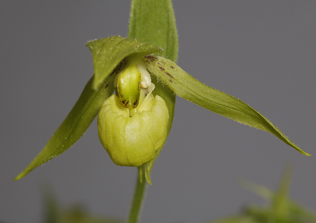 Cypripedium henryi. Close-up front.