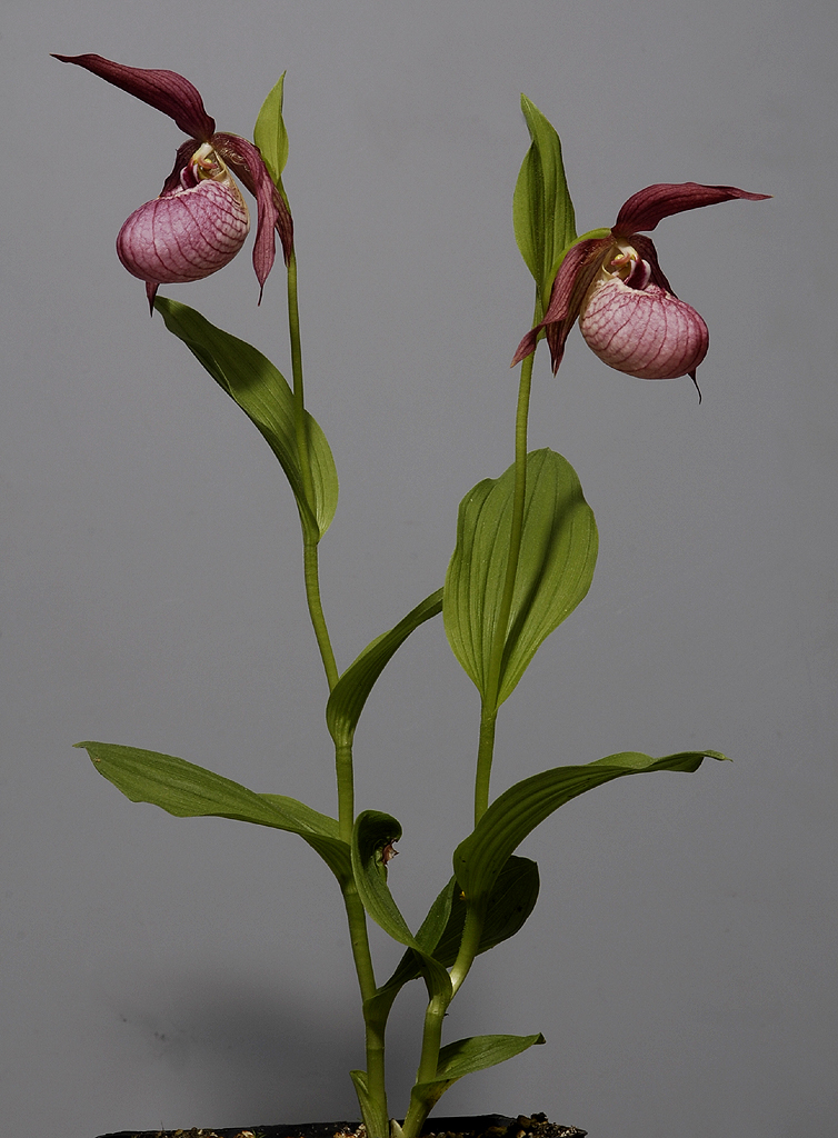 Cypripedium x ventricosum.
