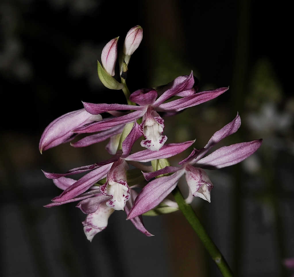 Phaius pulchellus. (Plant photographed on show)