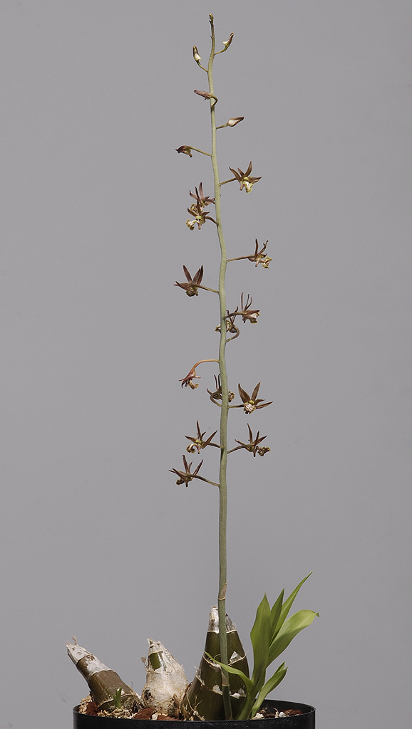 Eulophia andamanense.