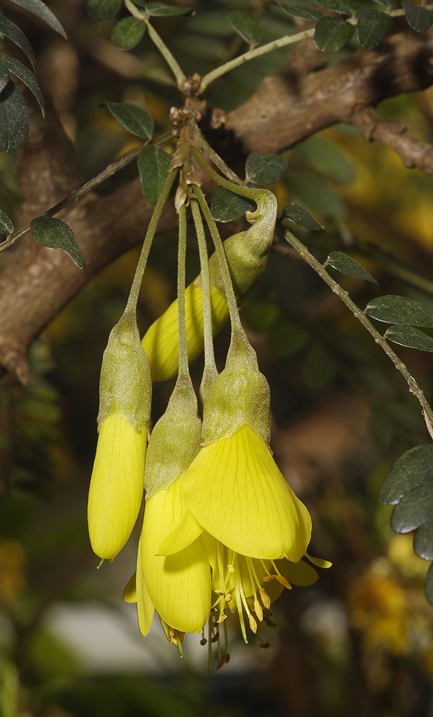 Sophora microphylla. Close-up.