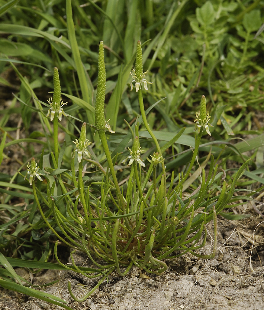 Myosurus minimus.
