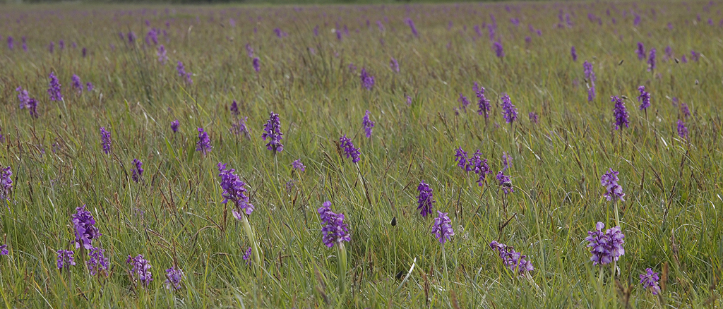 Anacamptis morio in field.