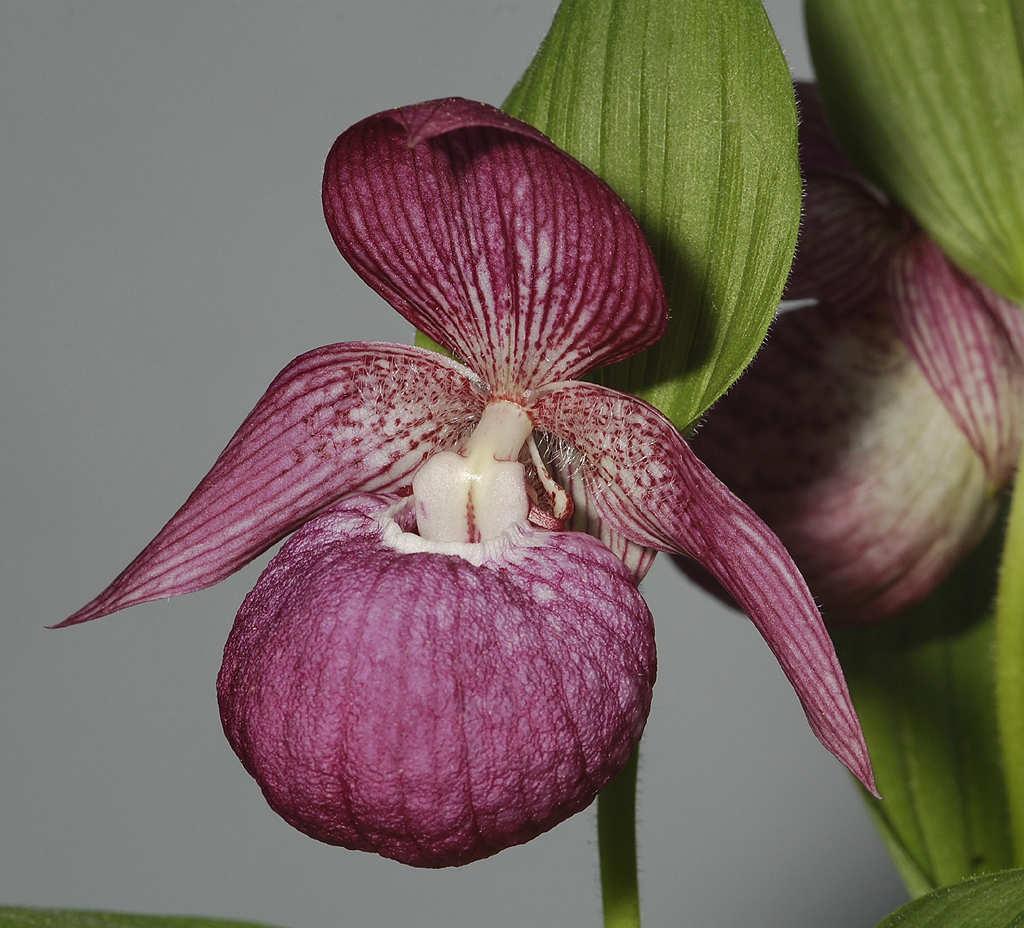 Cypripedium franchetii. Dark.