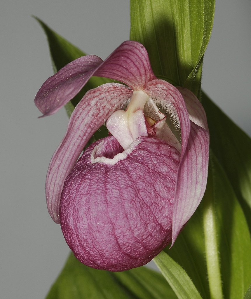 Cypripedium macranthos. Close-up.