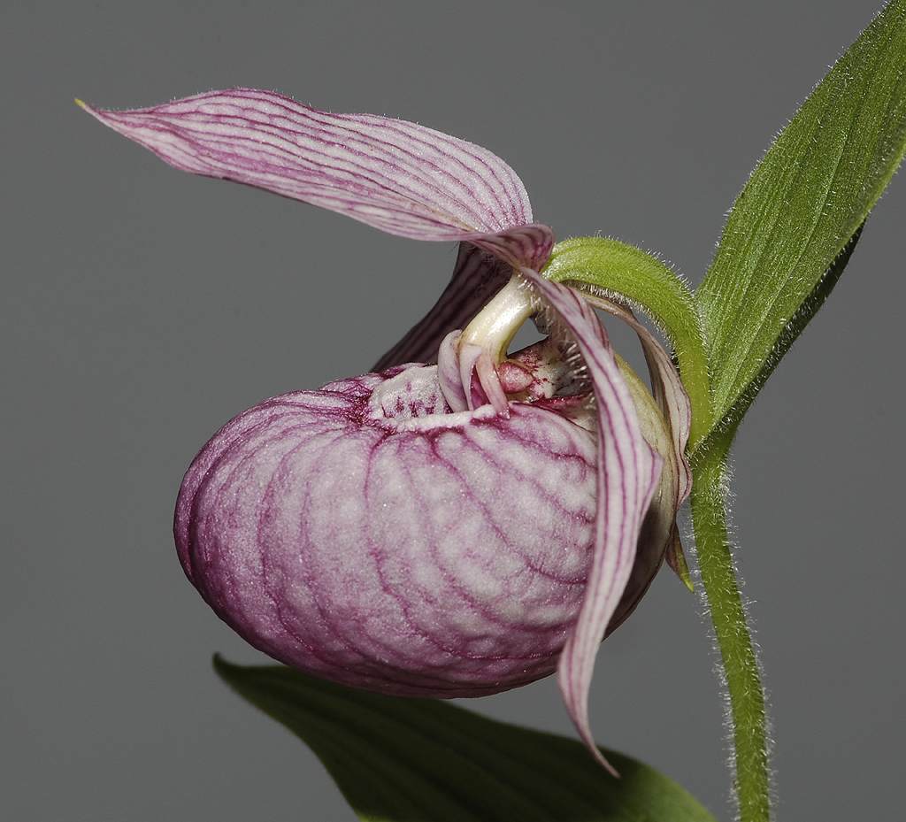 Cypripedium franchetii pale. Close-up side.