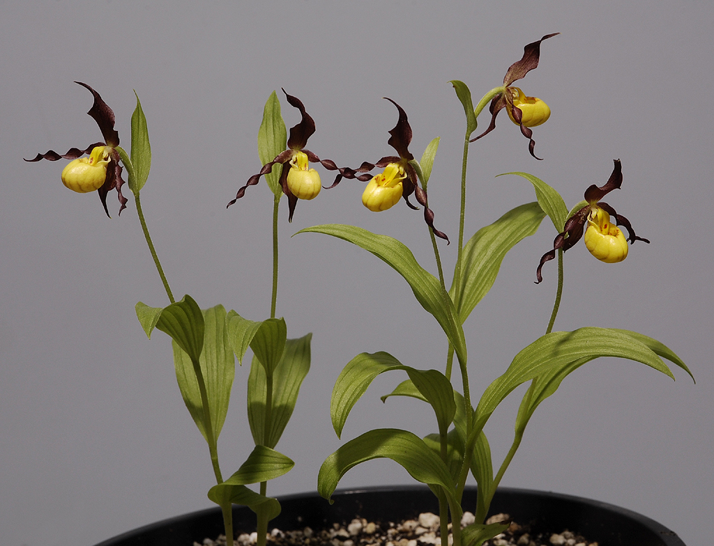 Cypripedium parviflorum var. parviflorum.