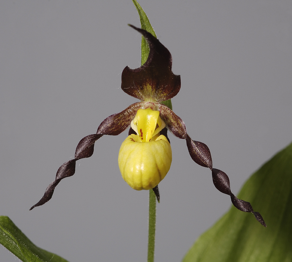 Cypripedium parviflorum var. makasin. Close-up.