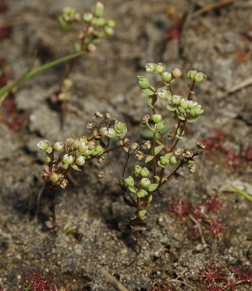 Radiola linoides.