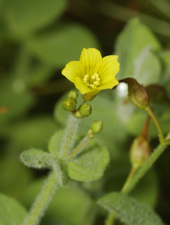 Hypericum elodes.Close-up.