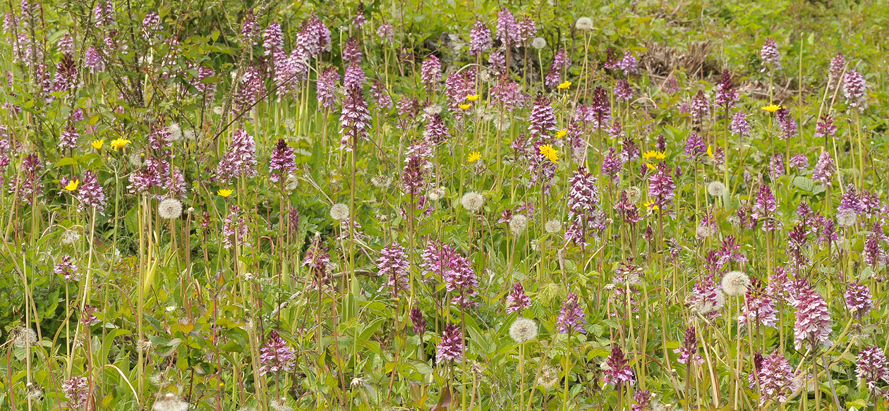 Orchis purpurea. Gathering.