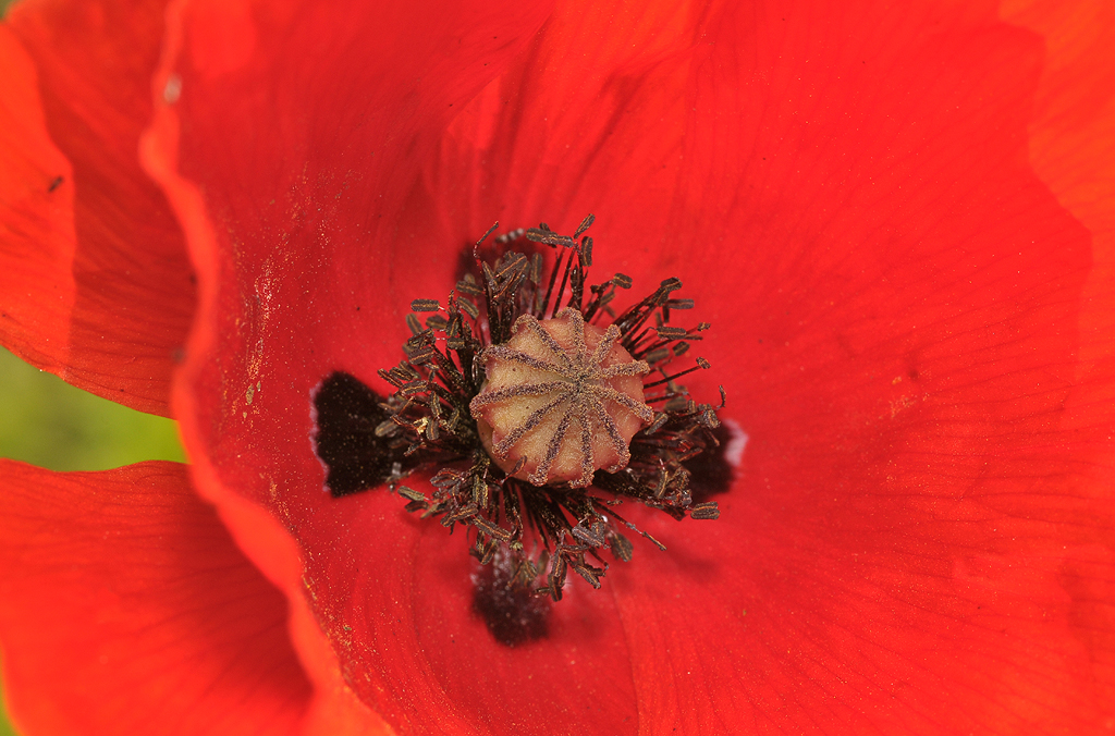 Papaver rhoeas. Close-up.