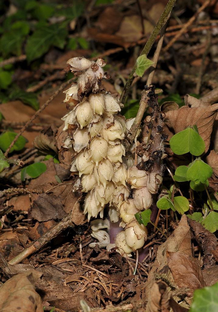 Lathraea squamaria. In fruit.