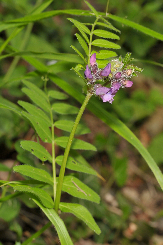 Vicia sepium. Closer.