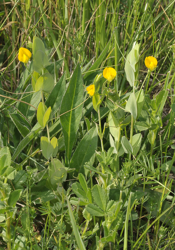 Lathyrus aphaca.